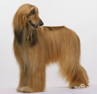 阿富汗猎犬 阿富汗猎犬拉稀怎么办
