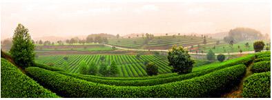 茶沏一室香 视野 ▎一茶，一室，一中国