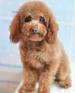 宠物店洗一次澡多少钱 贵宾犬多久洗一次澡