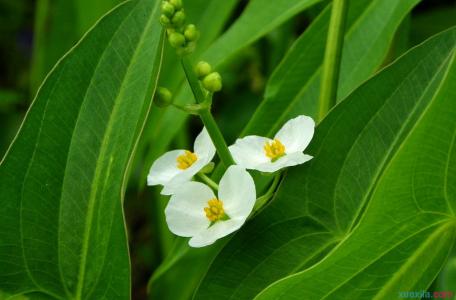 山慈菇 慈姑 到底是慈姑还是慈菇