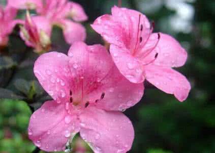 杜鹃花的特点 杜鹃花的特点 【杜鹃花的特点】杜鹃花的特点有哪些