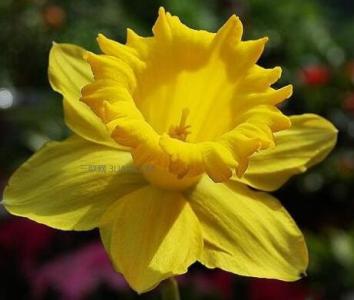 花的花语大全 花语大全：喇叭水仙的花语