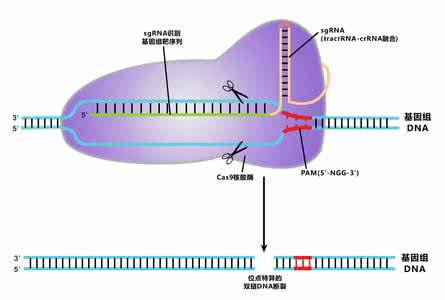 crispr cas9原理简介 crispr cas9 CRISPR_Cas9介导基因组编辑技术在植物基因中的研究进展