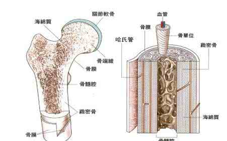 睾丸往外分泌液体 精液的主要成分是睾丸分泌液吗