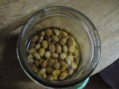 醋泡黄豆的正确做法 醋泡黄豆 醋泡黄豆的做法,醋泡黄豆怎么做好吃,醋泡黄豆的家常做法