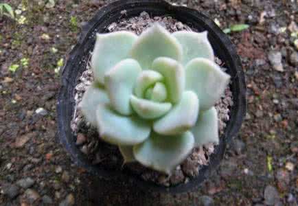 多肉植物白牡丹 多肉植物白牡丹 多肉植物白牡丹的繁殖