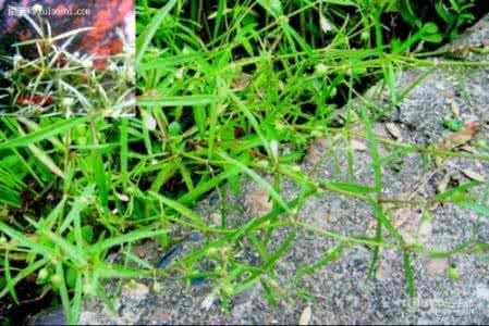 半枝莲白花蛇舌草治癌 【半枝莲和白花蛇舌草】半枝莲和白花蛇舌草搭配在一起能治癌症你信么_半枝莲和白花蛇舌草