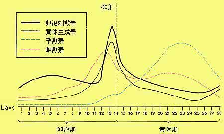 月经周期短怎么调理 调理月经周期的药物 月经周期55天有必要调理？