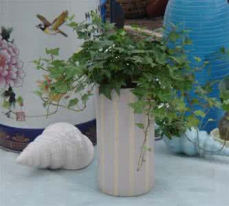 室内装修植物 揭晓室内装修 花卉植物吸“毒”的排行榜