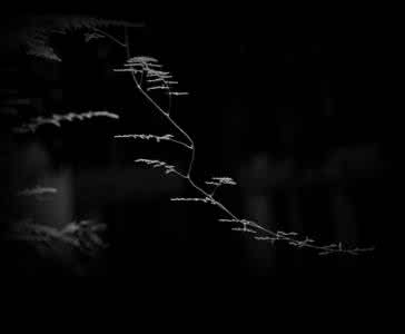 玉容寂寞泪阑干 与其在寂寞中黯然泪下,不如洒脱面对一切