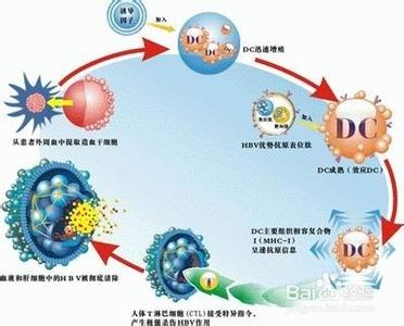 肿瘤特异性生长因子 CD200R信号调节肿瘤特异性T细胞免疫反应