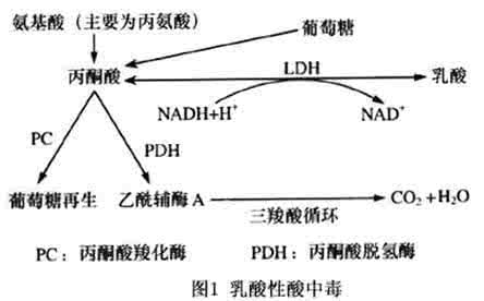 代谢性酸中毒典型症状 代谢性酸中毒 代谢性酸中毒的表现症状