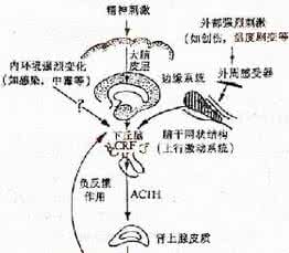 促肾上腺皮质激素高 促肾上腺皮质激素