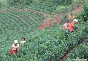 武汉有什么茶叶 武汉有什么茶叶？