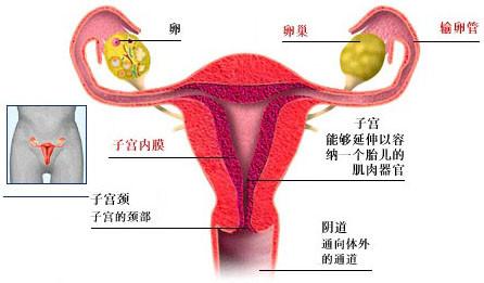 治输卵管粘连的方法 输卵管粘连的常见病因