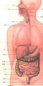 怎么改善消化系统 改善消化系统 婴儿的消化系统怎么改善？