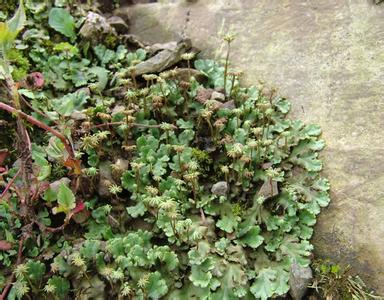 泥炭藓 藓类 泥炭藓(Sphagnum)