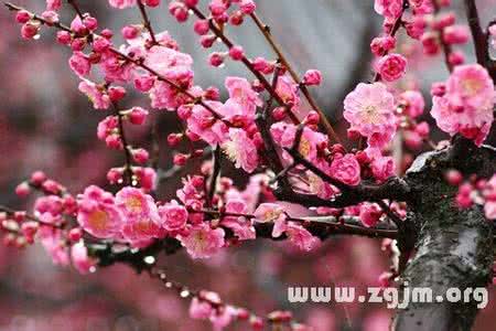梦见梅花盛开 梦见梅花盛开 梦见梅花
