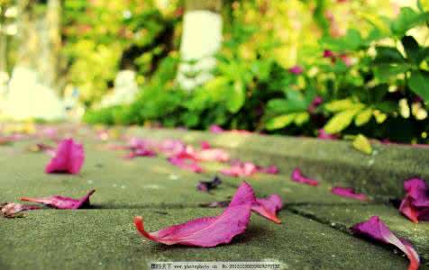 美文网 落花飘零 落花道凡尘，天涯咫尺长相忆【情感美文】