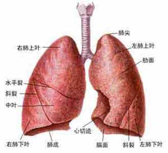 左肺结节是什么意思啊 肺部结节是什么？