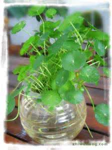 水培植物怎么施肥 实用 | 水培植物还要施肥?我怎么不知道