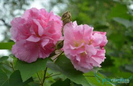 芙蓉花的功效与作用 芙蓉花的作用 【芙蓉花图片】芙蓉花,芙蓉花的作用