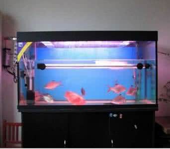 家居风水养鱼 养鱼家居风水