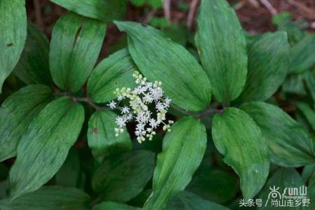 就叫我异形 就叫我异形 山野里这种草的名字就叫鹿药，你说它还能不治病吗？