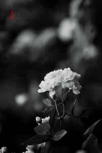 清明时节寄哀思 清明时节 遥寄哀思