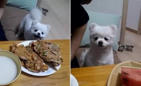 二战诡异事件幽灵潜艇 周末愉快|汪星人扮成一只诡异的幽灵，打算吓唬主人，万万没想到……