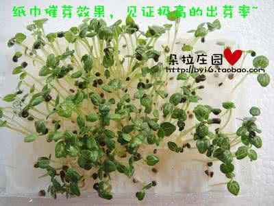 阳台种菜 阳台种菜的六大问题及解答