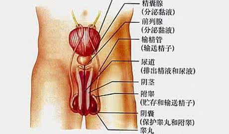 4习惯 影响男人生殖健康