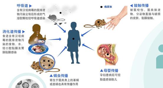 出血热治疗费用 流行性出血热治疗 出血热的症状和预防