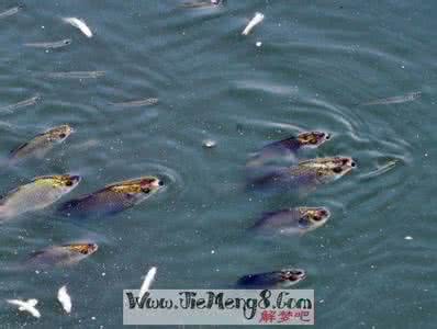 梦到抓鱼是什么意思 梦见在河里抓鱼 梦到在河里抓鱼