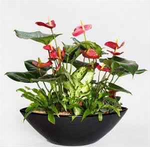 家庭摆放巴西木的寓意 常见家庭花木寓意及摆放