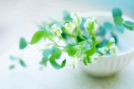 我的养花经验 养花经验总结