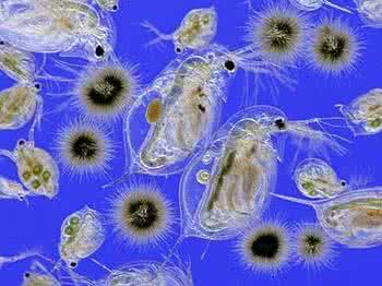 海洋漂浮软管 海洋漂浮生物
