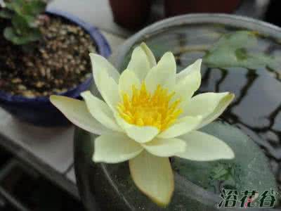 睡莲海尔芙拉的寿命 睡莲海尔芙拉花期