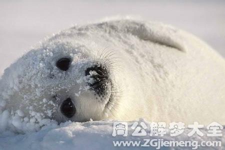 梦见海豹 海豹 梦见海豹_海豹