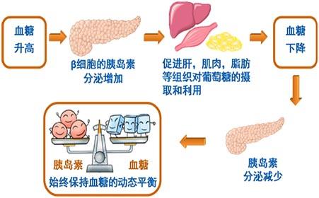 什么是糖尿 糖尿