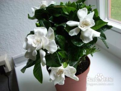 栀子花肥料 栀子花肥料 怎么自制栀子花肥料