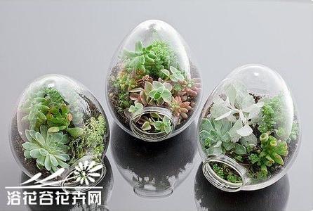 多肉植物休眠期 如何判断多肉植物已进入休眠