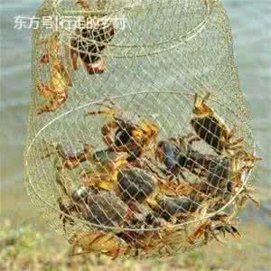 钓毛蟹 钓毛蟹用丝袜怎么钓？
