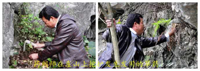 白发变黑发的秘诀 农村“白发变黑发”秘诀中草药，其实好多人都不知道它有这功效！