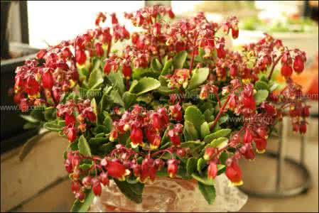 宫灯长寿花的养殖方法 宫灯长寿花的养殖方法 宫灯长寿花的养殖方法 宫灯长寿花图片