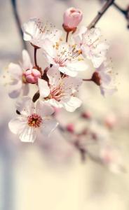 生命如花 生命如花,静静地开,悄悄地落