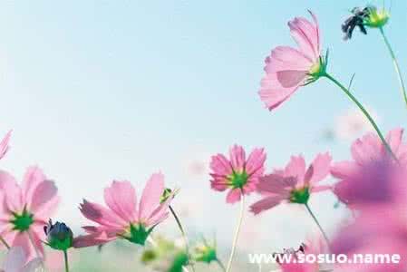 梦见花 梦见花 梦见花海