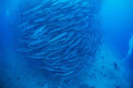 沙丁鱼风暴 诗巴丹 海浪风暴——诗巴丹