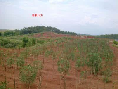 寻龙夺宝 电影 寻龙点穴，此地真吗？ 易龙藏影