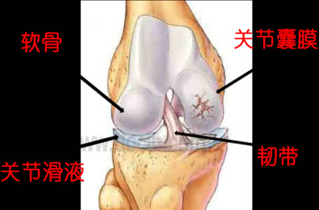 胶原蛋白软骨再生载体 胶原蛋白是关节软骨健康的关键